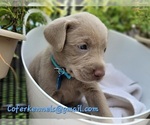 Small Photo #18 Labrador Retriever Puppy For Sale in HARLEM, GA, USA