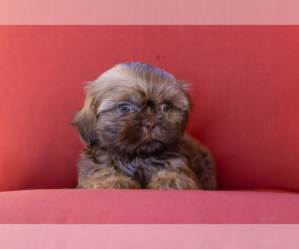 Medium Photo #5 Shih Tzu Puppy For Sale in OAKLEY, CA, USA