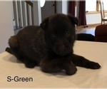Small Photo #19 Belgian Malinois Puppy For Sale in LABADIE, MO, USA