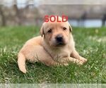 Small #9 Labrador Retriever