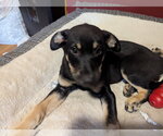 Small #2 German Shepherd Dog
