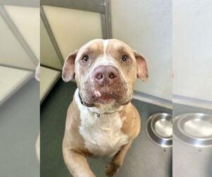 American Pit Bull Terrier Dogs for adoption in Glen Allen, VA, USA