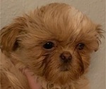 Small #1 Shih Tzu