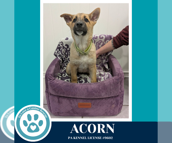 Medium Photo #4 Mutt Puppy For Sale in Kimberton, PA, USA