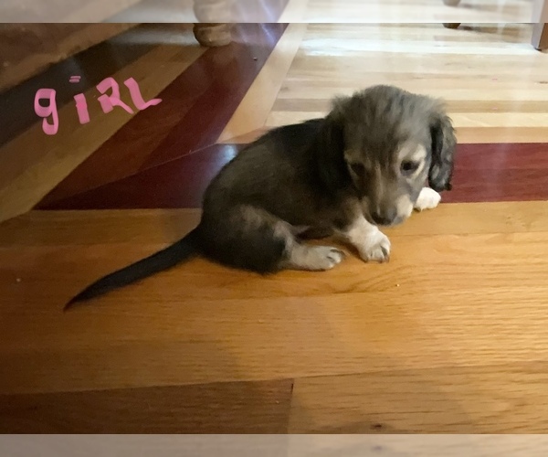 Medium Photo #1 Dachshund Puppy For Sale in HOT SPRINGS NATIONAL PARK, AR, USA