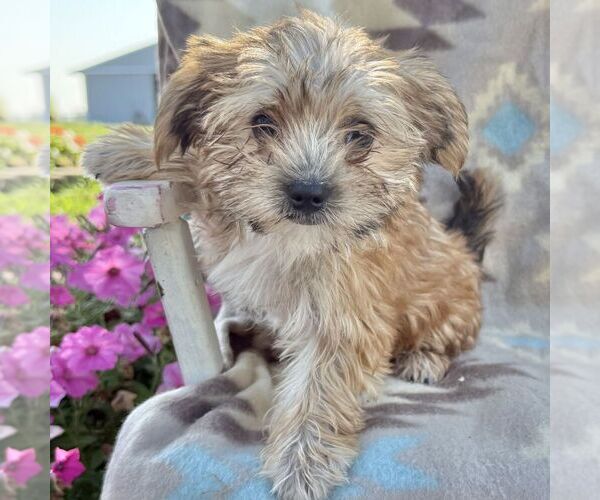 Medium Photo #2 Morkie Puppy For Sale in WILLIAMSBURG, IN, USA