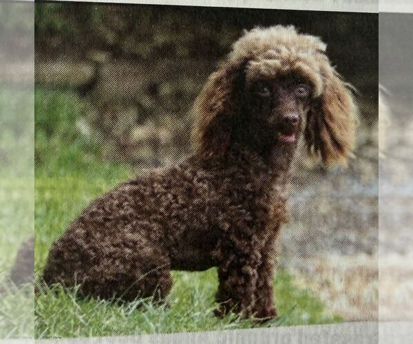 Medium Photo #1 Poodle (Miniature) Puppy For Sale in GORDONVILLE, PA, USA