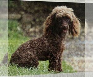 Father of the Poodle (Miniature) puppies born on 07/28/2025