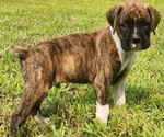 Puppy Beethoven Boxer