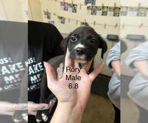 Australian Shepherd-Boxer Mix Dogs for adoption in Aurora, IN, USA