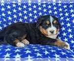 Small Photo #5 Bernese Mountain Dog Puppy For Sale in DELTA, PA, USA