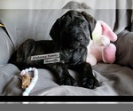 Image preview for Ad Listing. Nickname: Akc mastiff 2