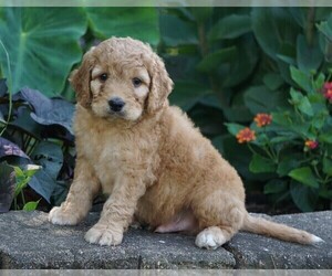 Goldendoodle-Poodle (Miniature) Mix Puppy for sale in FREDERICKSBG, OH, USA