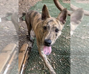 Kaizen - Male Mutt Dog for Adoption - Photo #4