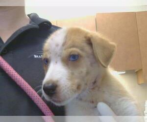 Border Collie-Unknown Mix Dogs for adoption in Sacramento, CA, USA