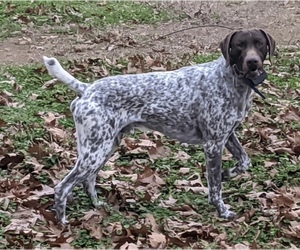 German Shorthaired Pointer Dog for Adoption in GREENVILLE, South Carolina USA