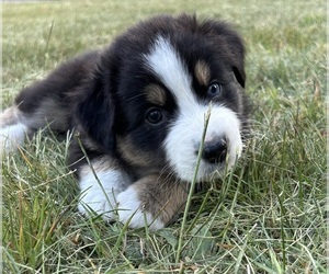 Australian Shepherd Puppy for sale in TUSTIN, MI, USA