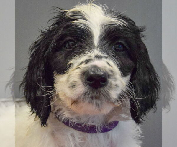 Medium Photo #4 Spaniel-Unknown Mix Puppy For Sale in Huntley, IL, USA