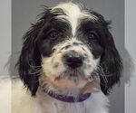 Small #3 Spaniel Mix