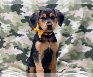 Beagle-Unknown Mix Puppy for sale in LAKELAND, FL, USA