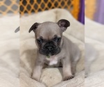 Puppy 3 French Bulldog