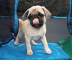 Small #1 Pug