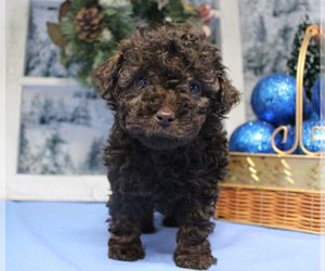 Poodle (Toy) Puppy for sale in CHANUTE, KS, USA