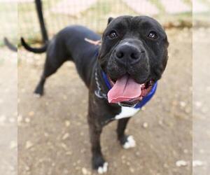 American Staffordshire Terrier-Unknown Mix Dogs for adoption in San Antonio, TX, USA