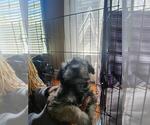 Small #2 Schnauzer (Miniature)