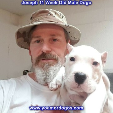 Medium Photo #118 Dogo Argentino Puppy For Sale in PINEVILLE, MO, USA