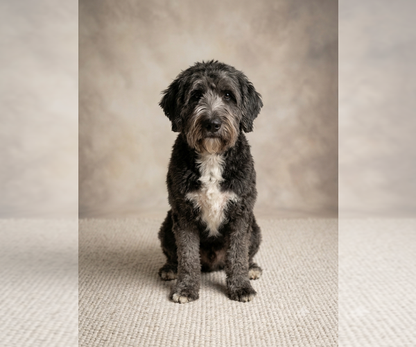 Medium Photo #1 GIANT SCHNAUZER -Poodle (Standard) Mix Puppy For Sale in Vail, AZ, USA