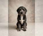 Small GIANT SCHNAUZER -Poodle (Standard) Mix