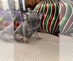 Small Photo #18 French Bulldog Puppy For Sale in HILTON, NY, USA
