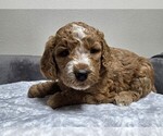 Small Photo #42 Goldendoodle Puppy For Sale in COLLINSVILLE, IL, USA