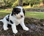 Puppy Russel Miniature Bernedoodle