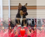 Small Photo #11 Pembroke Welsh Corgi-Scottish Terrier Mix Puppy For Sale in GREELEY, CO, USA