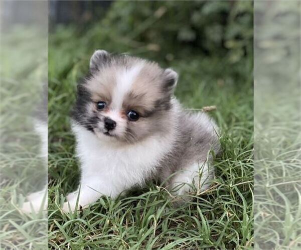 Medium Photo #1 Pomeranian Puppy For Sale in MIAMI, FL, USA