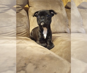 Boston Terrier Puppy for sale in OCONTO, WI, USA