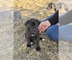 Small Photo #26 Great Dane Puppy For Sale in OLATHE, CO, USA