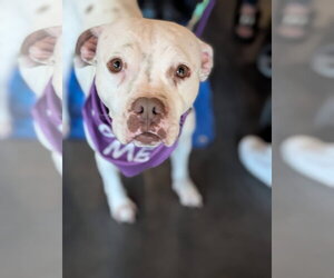 Boxer-Mastiff Mix Dogs for adoption in Holly Springs, NC, USA