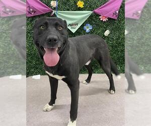 Labrador Retriever-Unknown Mix Dogs for adoption in Grasswood, Saskatchewan, Canada