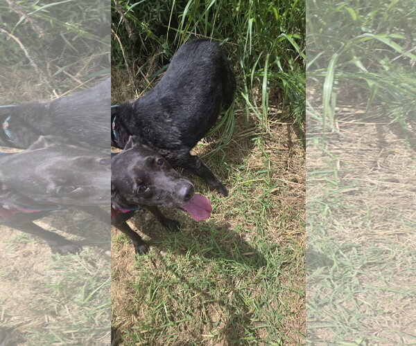 Medium Photo #7 Labrador Retriever-Unknown Mix Puppy For Sale in Jackson, MS, USA