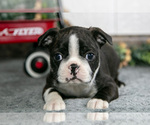 Small #1 Boston Terrier