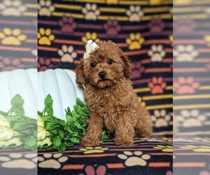 Cavapoo Puppy for sale in CHRISTIANA, PA, USA