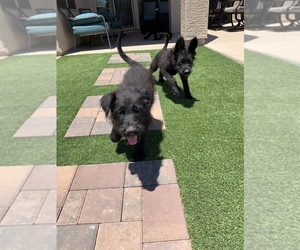 German Shepherd Dog-Schnauzer (Giant) Mix Puppy for sale in PHOENIX, AZ, USA