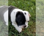 Small Photo #10 Faux Frenchbo Bulldog Puppy For Sale in SEYMOUR, TN, USA