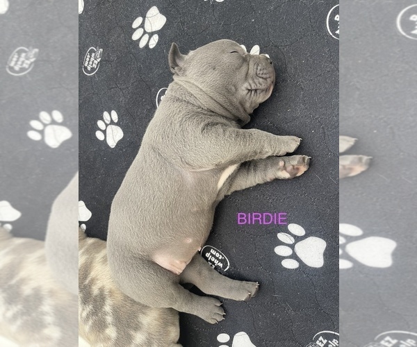 Medium Photo #11 American Bully Puppy For Sale in UPLAND, CA, USA