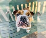 Small #4 Bulldog