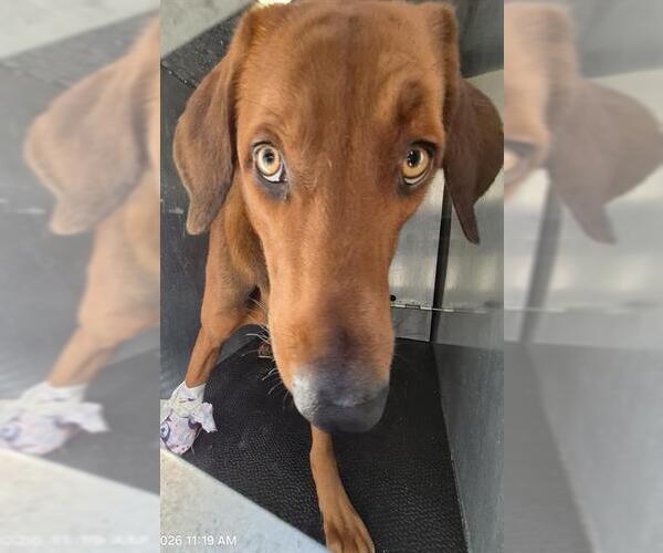 Medium Photo #1 Mutt Puppy For Sale in San Antonio, TX, USA