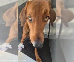 Mutt Dogs for adoption in San Antonio, TX, USA